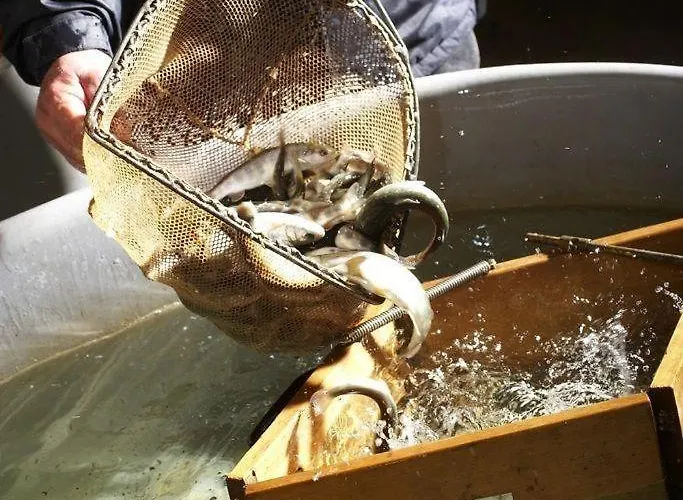 度假居 Chalet-prinz-murau-kreischberg 穆劳